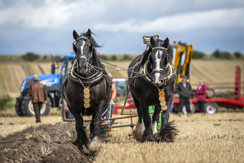 Shire horses head on