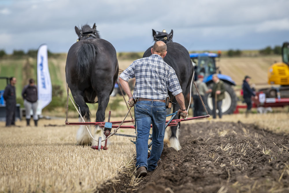 Handler walking behind shire horses